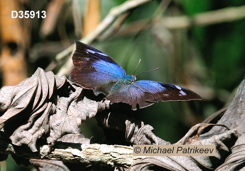 Moruus Leafwing (Memphis moruus)